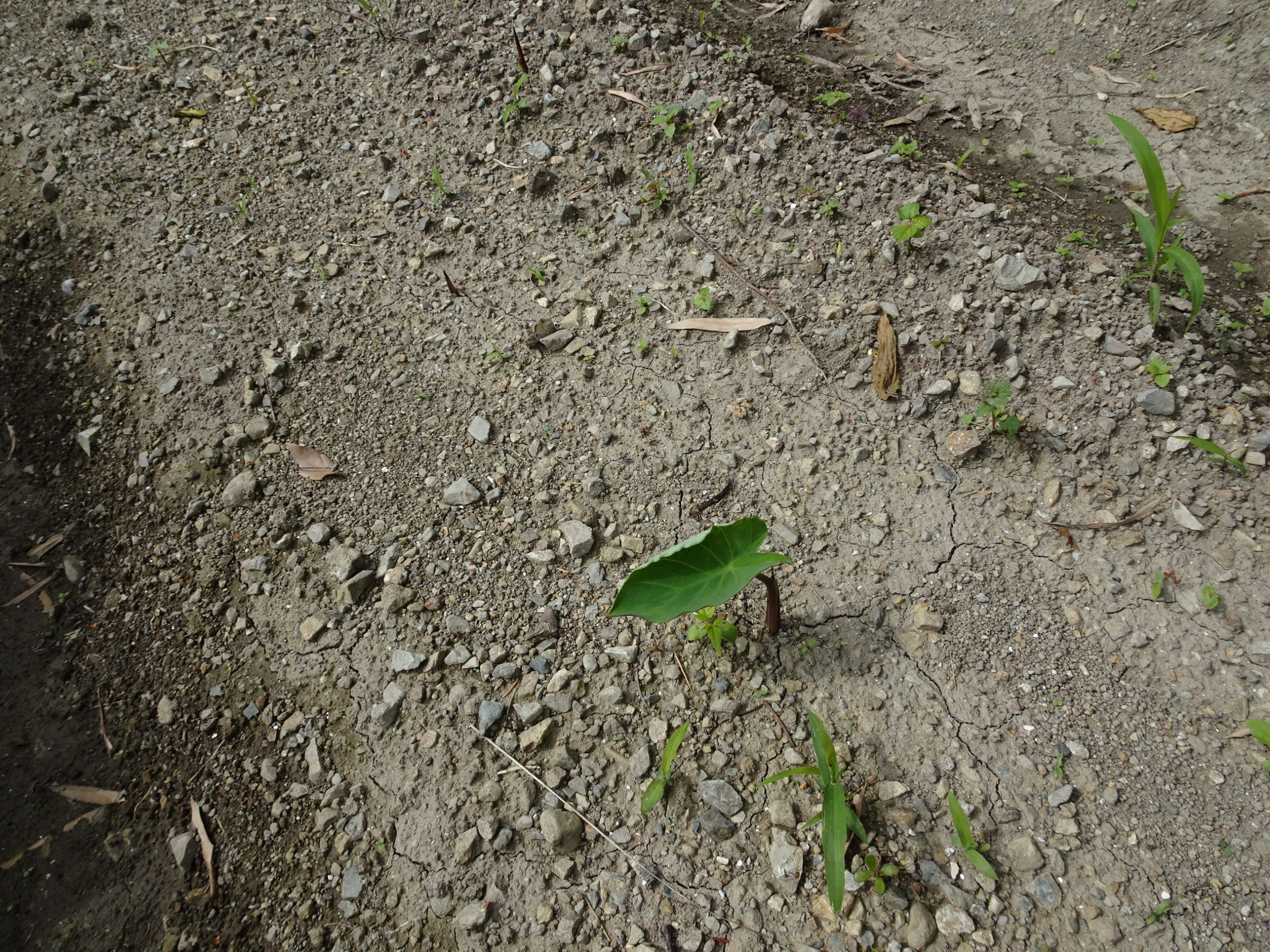 豊能里山田舎暮らし