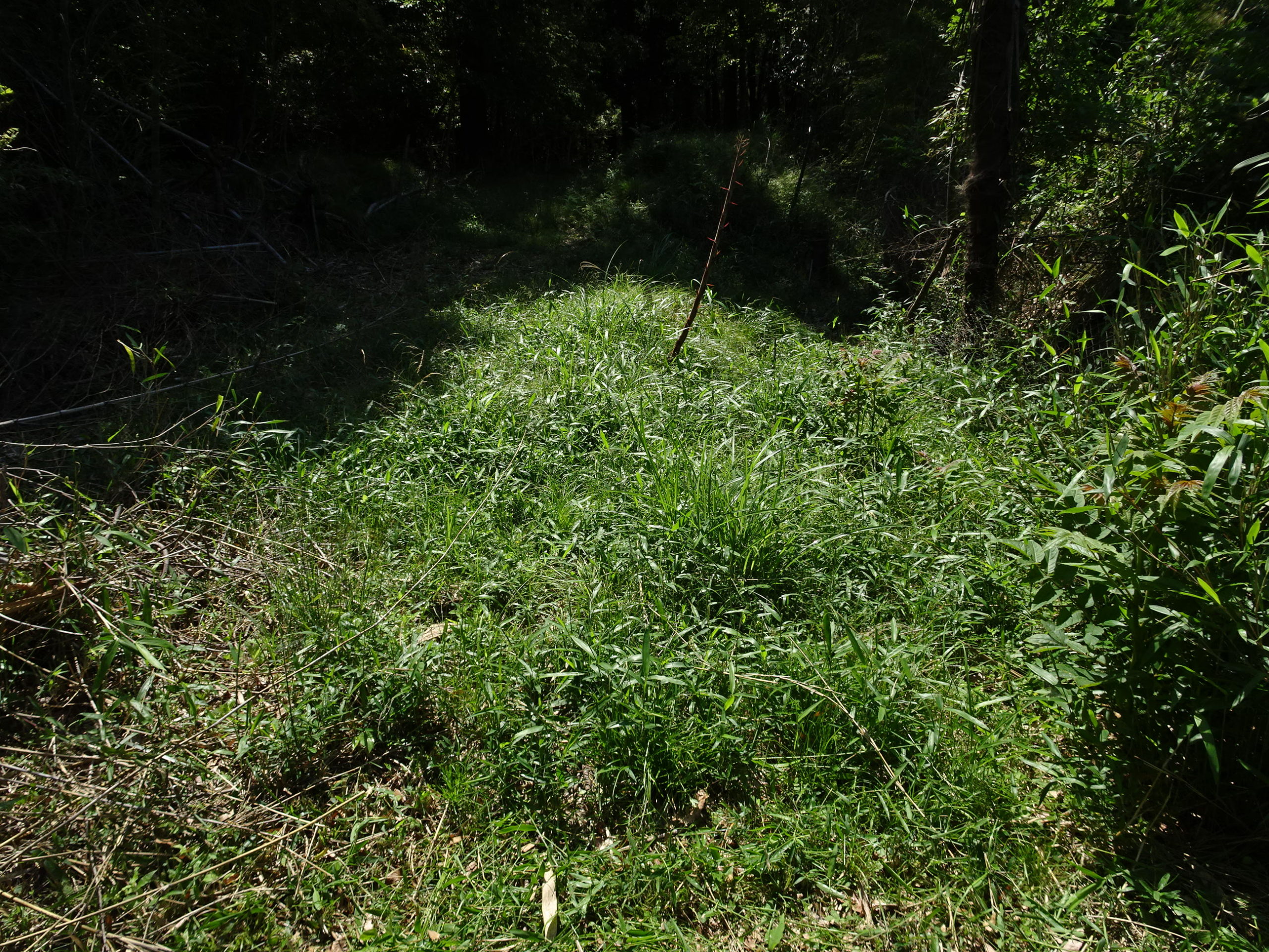 豊能里山田舎暮らし