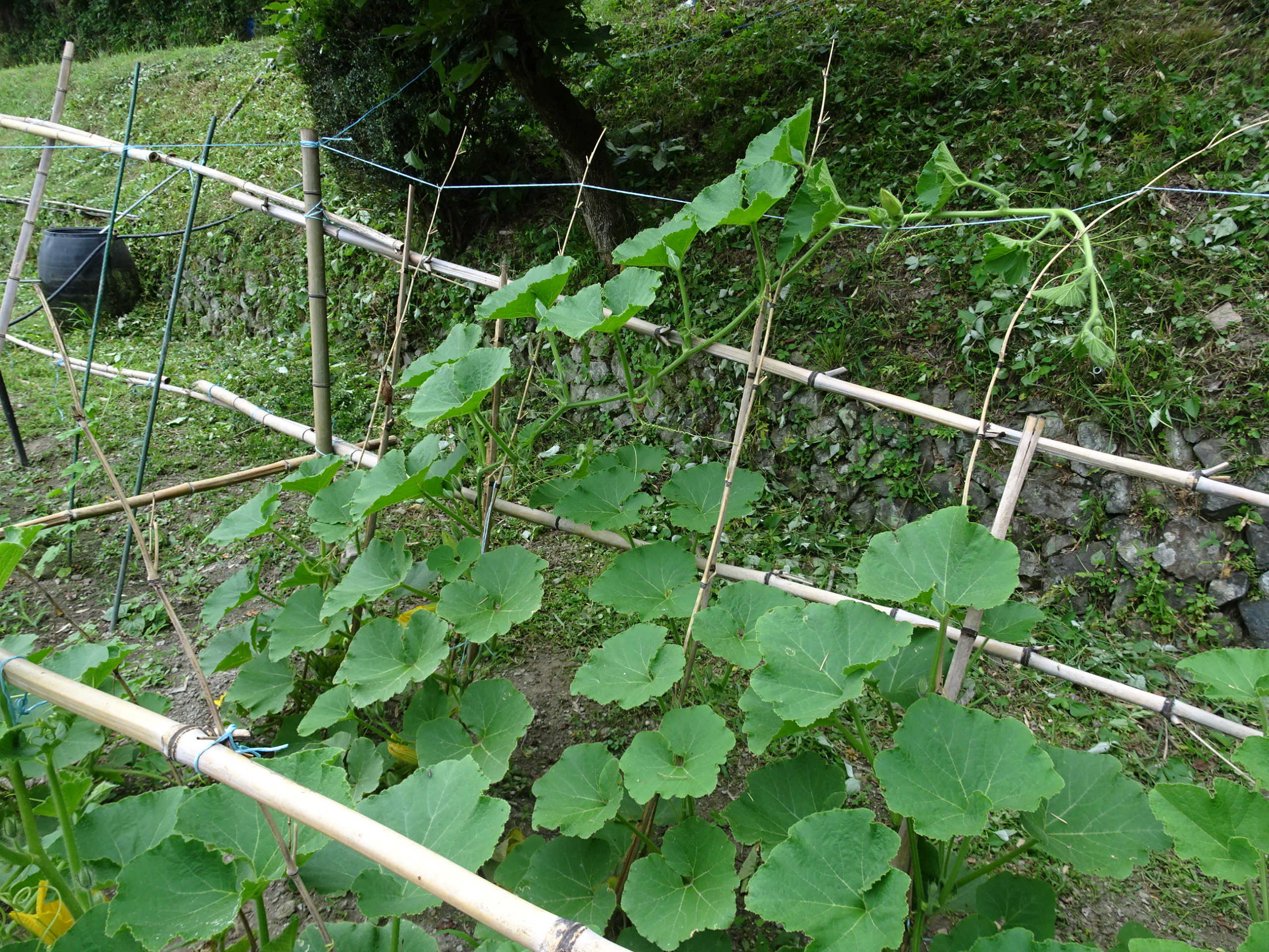 豊能里山田舎暮らし