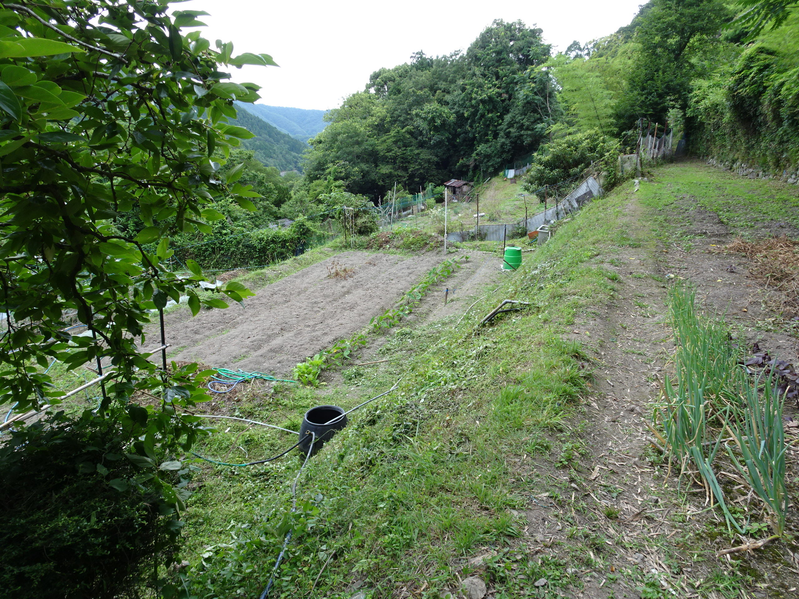 豊能里山田舎暮らし