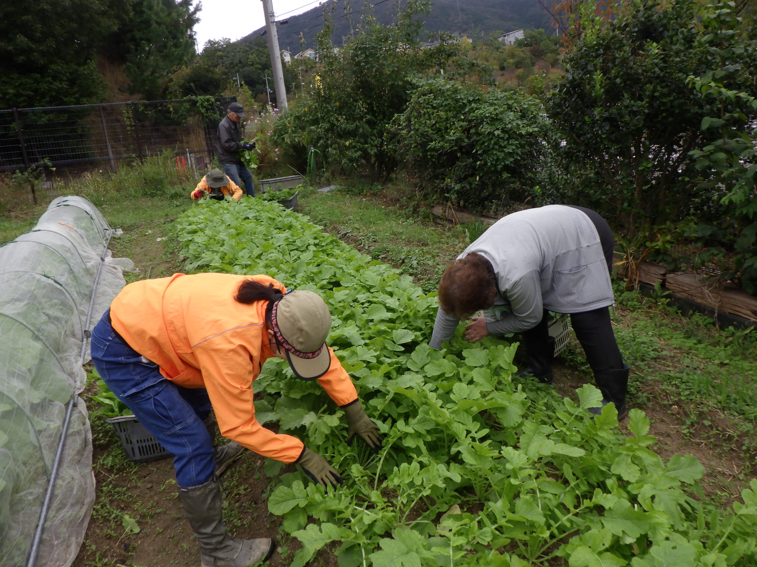 豊能里山田舎暮らし